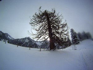 Winterbaum